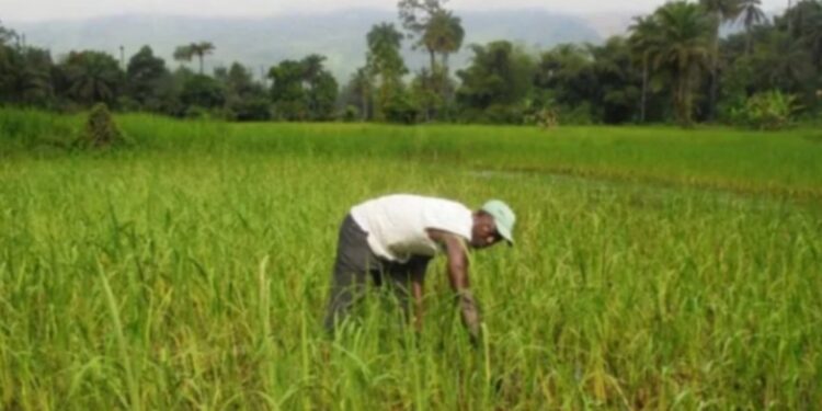 Le Crédit Rural de Guinée accorde 140 millions GNF à des fonctionnaires de Faranah
