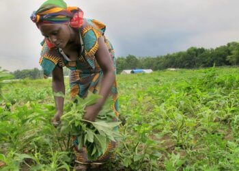Au moins 30% du budget annuel du Crédit Rural de Guinée sont consacrés à l’agriculture