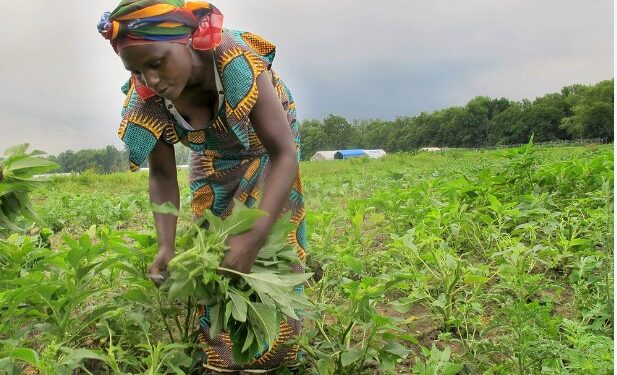 Au moins 30% du budget annuel du Crédit Rural de Guinée sont consacrés à l’agriculture