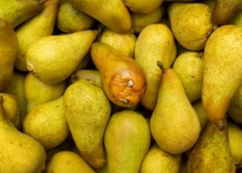 Au moins 1050 tonnes de produits périmés  saisis en Guinée ces derniers mois