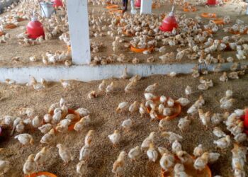 Pourquoi les prix des œufs flambent sur le marché…