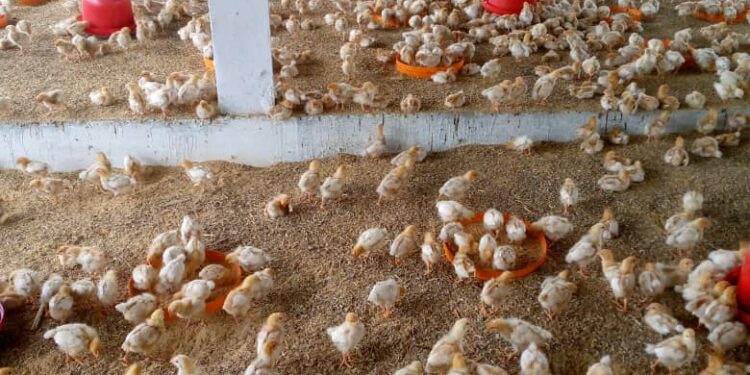 Pourquoi les prix des œufs flambent sur le marché…