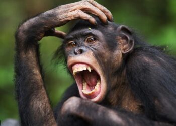 Des chimpanzés tentent de « kidnapper » un enfant au Foutah