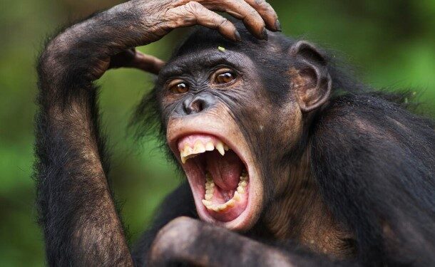 Des chimpanzés tentent de « kidnapper » un enfant au Foutah