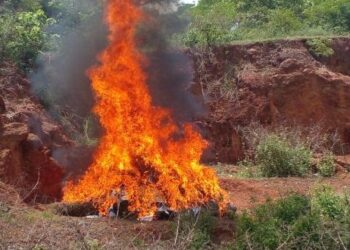 ACTUALITES- Lutte acharnée contre le trafic de drogue à Mamou : Le parquet incinère 620 kg de chanvre indien