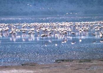 ENVIRRONNEMENT- Changement climatique: les flamants roses d&rsquo;Afrique désormais en danger