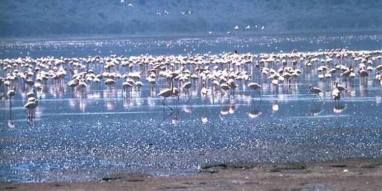 ENVIRRONNEMENT- Changement climatique: les flamants roses d&rsquo;Afrique désormais en danger