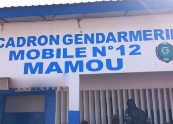 ACTUALITES- Mamou: Nouvelle saisie massive de cannabis par la gendarmerie mobile N°12 – Un foyer du trafic sous surveillance