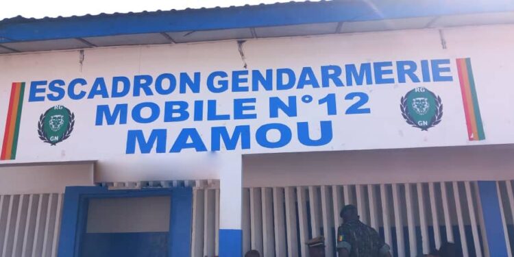 ACTUALITES- Mamou: Nouvelle saisie massive de cannabis par la gendarmerie mobile N°12 – Un foyer du trafic sous surveillance