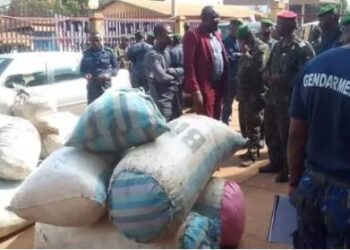 ACTUALITES- Un coup de maître de la gendarmerie : 1168kg de chanvre indien saisis à Mamou
