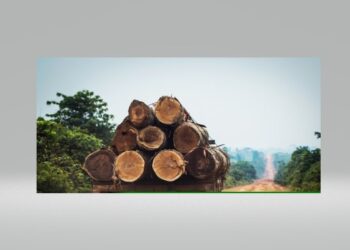 ACTUALITES- Un fléau global sous nos yeux : le pillage des ressources forestières