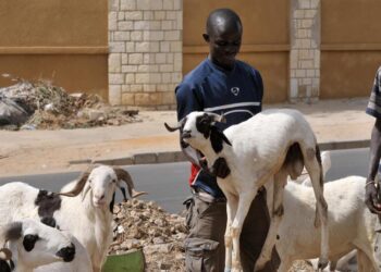 ACTUALITES- En Afrique de l’Ouest, fêter la Tabaski avec faste se révèle parfois un casse-tête financier