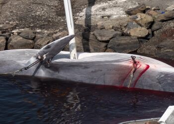 ACTUALITES- L’Afrique doit cesser de déshonorer son patrimoine naturel : Appel à l&rsquo;action contre le soutien à la chasse à la baleine à la CBI