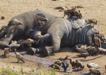 ACTUALITES- COP29 : Biodiversité en péril, un cri d’alarme pour les espèces sauvages