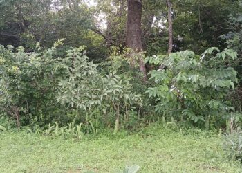 ACTUALITES- Timbo : Le cimetière oublié des Français, un pan d’histoire en ruines